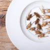 Feeder Crickets