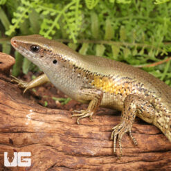 Sun Skink