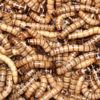 Wholesale Superworms For Sale