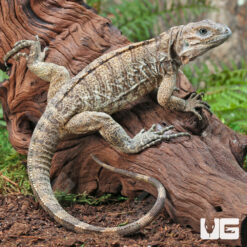 Hatchling Rhino Iguana