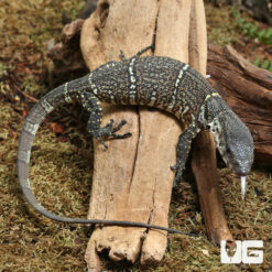 Baby Dumeril's Monitor