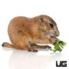 Baby Prairie Dogs (Pre-Order)