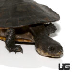 Adult Gibba Gibba Turtle (Imperfect Shell)