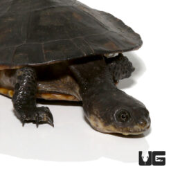 Adult Gibba Gibba Turtle (Imperfect Shell)