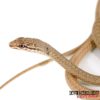 Schokari Sand Racer