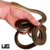 Hissing Sand Snake