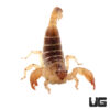 Israeli Gold Scorpion
