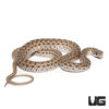 Montpellier Snake