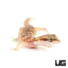 Steudner's Pygmy Gecko