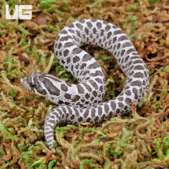 Baby Axanthic Western Hognose Snake