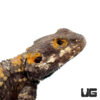 Painted Agama