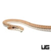 Yearling Schokari Sand Racer