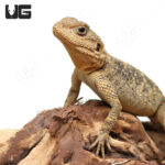 Baby Painted Agama