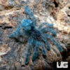 Antilles Pinktoe Tarantula (.25 – .75”)