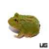 4-Spot Patternless Green Pacman Frog