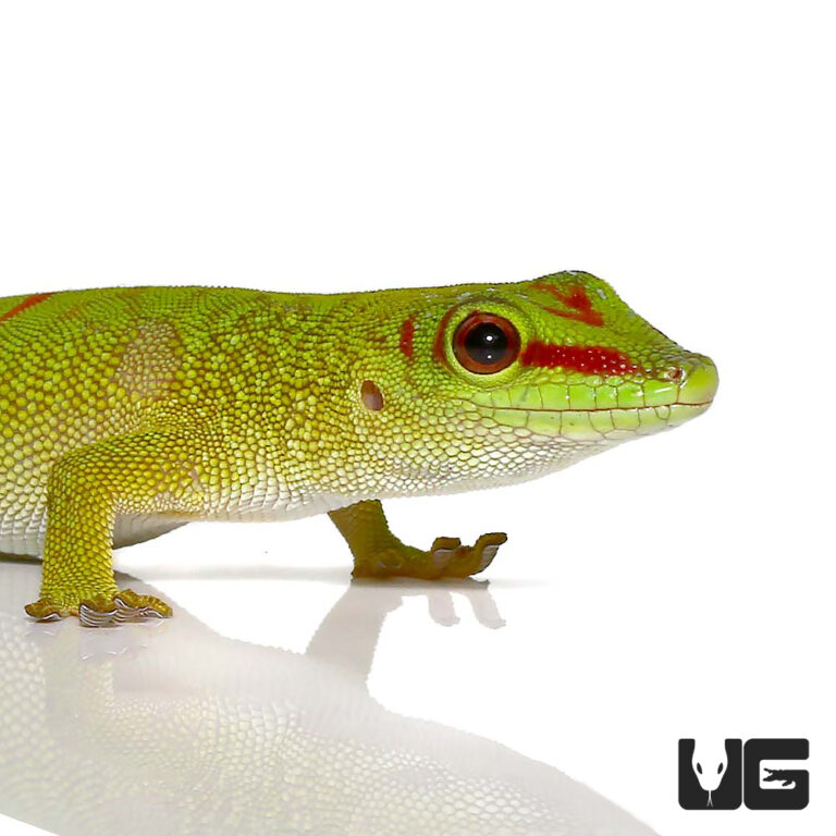 Quick Order - UGR Wholesale