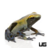 C. B. Yellowback Tinctorius Dart Frog
