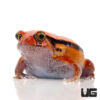 Baby Tomato Frog