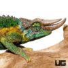 Rainbow Jackson's Chameleon