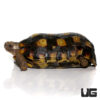 Speke's Hingeback Tortoise