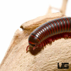 American Giant Millipede