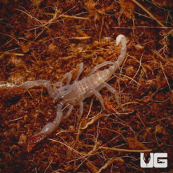 Baby Asian Forest Scorpion