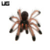 Pinktoe Tarantula (.25 – .75”)