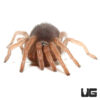 Mexican Bloodleg Tarantula (1'')