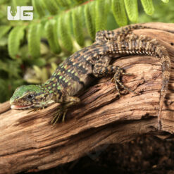 Baby Club Tail Iguana
