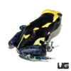 C.B. Alanis Tinctorius Dart Frog