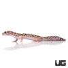 Adult Mack Snow Leopard Gecko