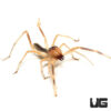 Camel Spider (2-3")