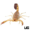 Tunisian Fat Tail Scorpion