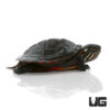 Baby Eastern Painted Turtle