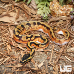 Baby Enchi Pied Ball Python