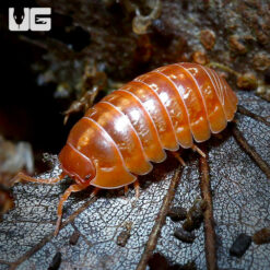 Armadillidium Vulgare "Orange Vigor" Isopods -- 10 Count