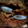 Dwarf White Isopods - 100 Count