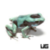 C.B. Green And Black Auratus Dart Frog