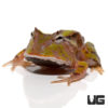 Baby Green Suriname Horned Frog