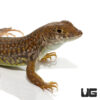 Leopard Fringe Fingered Lizard