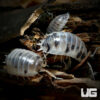 Porcellio Laevis "Dairy Cow" Isopods -- 10 Count