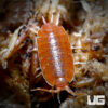 Porcellionides Pruinosus "Powder Orange" Isopods -- 10 Count