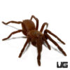 Quezon Blue Earth Tiger Tarantula (.25 – .75”)