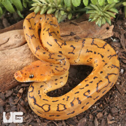 Baby Female Clown Pinstripe Ball Python