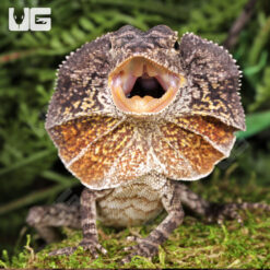 Baby Frilled Dragon