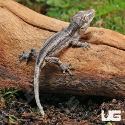 Baby Oreo Striped Gargoyle Gecko