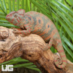 Oustalet's Chameleon