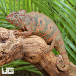 Oustalet's Chameleon