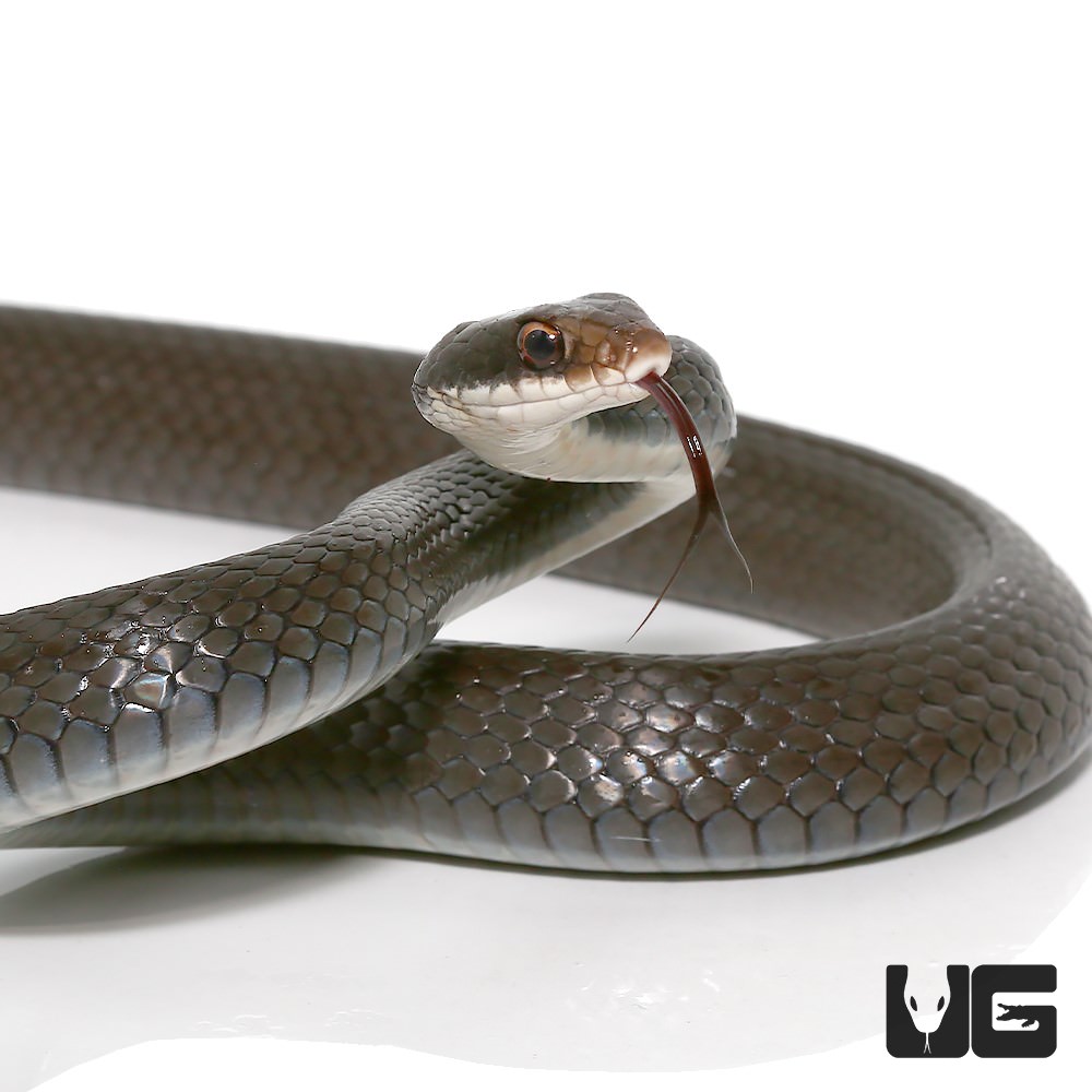 Black Racer Snake - UGR Wholesale