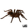 Goliath Birdeater Tarantula (4-6")